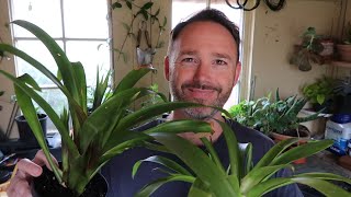 Bromeliad Care and Propagation  Guzmania [upl. by Femmine]