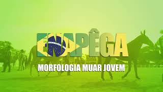 MORFOLOGIA MUAR JOVEM  37ª ENAPÊGA [upl. by Baron67]