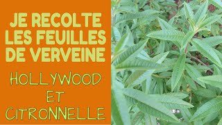 🌿 Je récolte de la Verveine Citronnelle et Holywood [upl. by Alysia641]