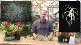 Rainforest Flora Nursery Plant Education 101  Episode 2 [upl. by Eseyt]