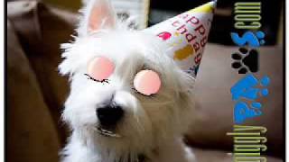 Funny Dog Video Clip Birthday Greetings West Highland Terrier Loves Cake [upl. by Ilagam]