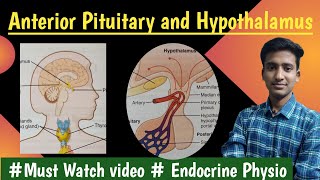 Anterior Pituitary Gland amp Hypothalamus Endocrine Physiology  in hindi Ashish Agrawal [upl. by Demah]