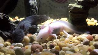 Leucistic and Melanoid Axolotls [upl. by Aihsenyt]