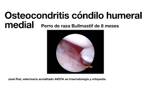 Osteocondritis en codo perro Artroscopia [upl. by Keram]