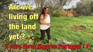 Are we living off the land yet  One year on …on our 2 acre homestead🌞Algarve Portugal 🇵🇹🚜🎄 [upl. by Aileme]