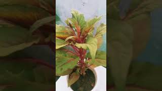 Magical plant amaranthus or chollai youtube youtubeshort youtubevideo [upl. by Flannery]