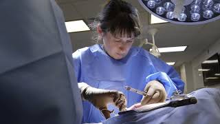 Cornell University SynDaver canine surgery lab students low angle [upl. by Oiramd]