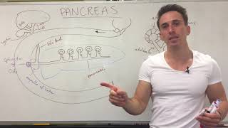 PANCREAS Blood Supply  Anatomy Tutorial [upl. by Carmelia]