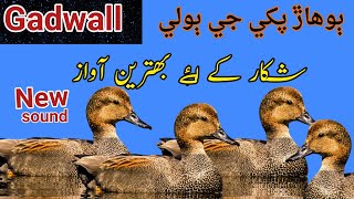 Wild Duck Hunting Sound Gadwall duck ki Awaz gadwall duck sound [upl. by Oech]