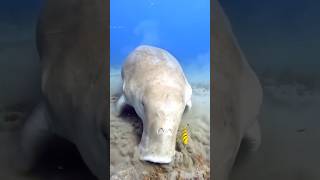 ഇത് ആരെങ്കിലും കണ്ടിട്ടുണ്ടോ 🤔Unbelievable Sea Creatures Youve Never Heard of ytshorts viralvideo [upl. by Aicilaanna]