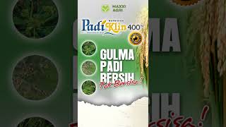 maxxiagri  Herbisida PADIKLIN 400SC gulma padi Bersih Tak Bersisa Lahan Bersih shorts [upl. by Leahcimal207]