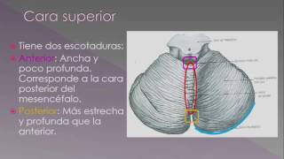 Cerebelo  embriología y configuración externa [upl. by Berhley]