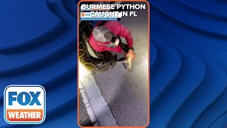 LongestEver Documented Burmese Python Captured In South Florida [upl. by Wilkinson478]