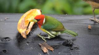 Redheaded Barbet Eubucco bourcierii [upl. by Agni277]