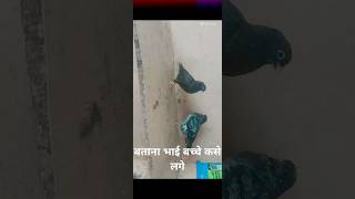 shorts factfact in hindi fact shotskabutar pigeon [upl. by Eloci]