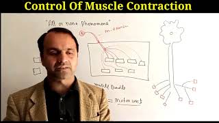 Control Of Muscle Contraction [upl. by Far]