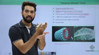 Class 11th – Virus  Tobacco Mosaic  Biological Classification  Tutorials Point [upl. by Adiazteb]