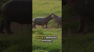 Incredible Hippo Facts You Won’t Believe [upl. by Cirdla]