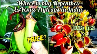 Buying a pitcher plant in India [upl. by Tychon]