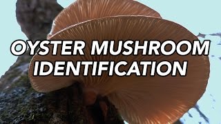 Oyster Mushroom Pleurotus ostreatus Identification with Adam Haritan [upl. by Sakul]