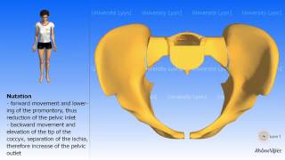 Arthrology of the pelvis Nutation and counternutation Childbirth [upl. by Kilby]