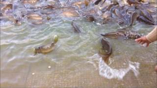 Fish coming out of water at Rewalsar Lake Mandi Himachal Pradesh [upl. by Doxia273]