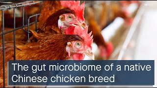 Jianghan chicken gut microbiome composition functions antibiotic resistance and probiotics [upl. by Llerot510]