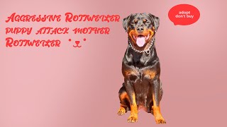 Aggressive Rottweiler puppy attack mother Rottweiler [upl. by Couchman290]