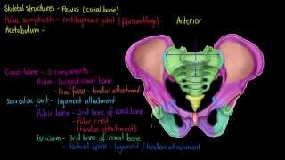 Skeletal Structures The Pelvis [upl. by Anileh]