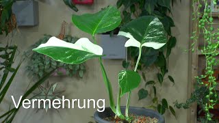 Besondere Pflanzen in der Anzucht Variegataformen und Mutationen vermehren Monstera Peperomia und [upl. by Olinde]