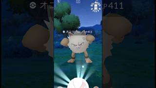 【デカすぎる？！オコリザル】ポケモン ポケモンgo pokémongo pokémonshorts bigsize ゲーム実況 games おもしろ動画 アルセウス スマホゲーム [upl. by Azial478]