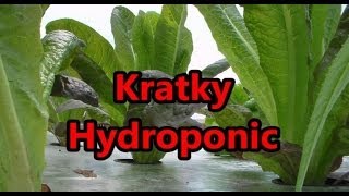 Harvest Romaine Lettuce From Kratky Hydroponic Raft System [upl. by Maggie]