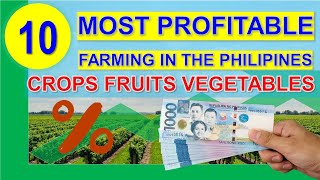 Top 10 Most Profitable Farming Business in the Philippines per Return on Investments  Hectare 2020 [upl. by Deanne]