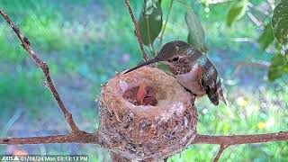 First Clutch of 2024 Highlights of hatching and feedings [upl. by Yanaj]