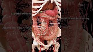 Unlocking the Secrets of Abdominal Arteries A Vital Guide to Your Bodys Lifeline adnexalmass [upl. by Atikihc367]