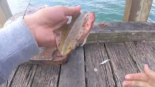 Rye pier squid fishing [upl. by Hansel]