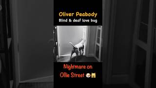 Ollie’s Happy Halloween Horror remix 🐶👻🫣 [upl. by Niryt]