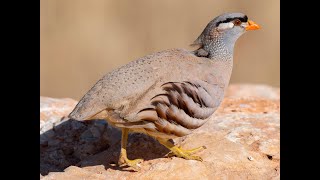 See See Partridge Bird voice Sound [upl. by Reedy]