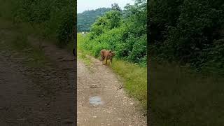 Jim Corbett National park। [upl. by Westbrooke368]