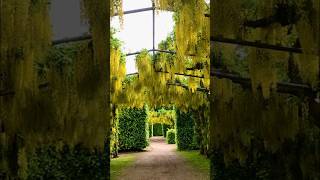 Spectacular Laburnum Arches shorts gardening spectacular [upl. by Enrique]