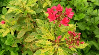 Jatropha plant poisonous hota hai [upl. by Erica]