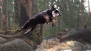 Miniature Schnauzer Puppy Attemps to Jump Stream Chasing Owner [upl. by Alletnahs]