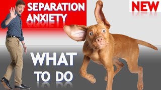 15 HOURS of Deep Separation Anxiety Music for Dog Relaxation Helped 4 Million Dogs Worldwide NEW [upl. by Lucian704]