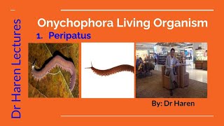 Onychophoran living organismPeripatus [upl. by Repohtsirhc]