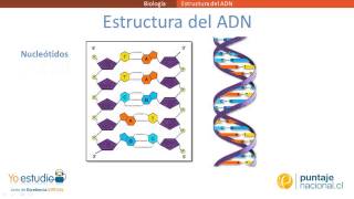 Estructura del ADN [upl. by Lain]