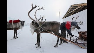 How many reindeer does Santa have and what are their names [upl. by Bremen356]