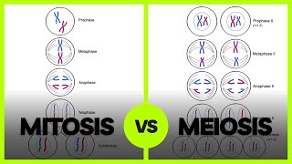 Mitosis vs Meiosis  cellbiology cellcycle celldivision [upl. by Anned466]