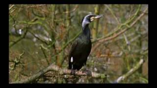 The Cormorants 1 of 4 [upl. by Zrike]