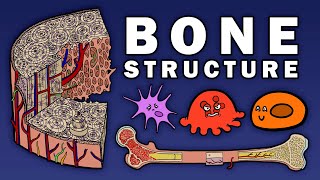 BONE STRUCTURE [upl. by Urbas]