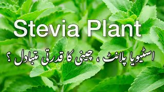 Stevia Plant  FAQs usage and Myths  Stevia Plant as Sweetener instead of Sugar Part 1 [upl. by Elleinnad531]